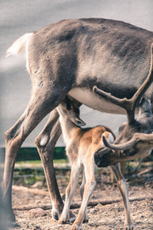 A reindeer calf of Santa's Pets