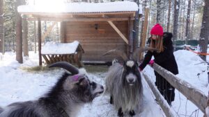 Goats of Santa's Pets love brushing