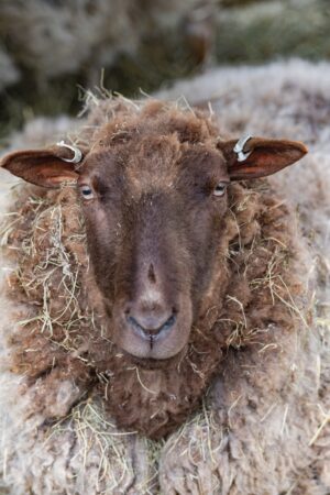 A sheep of Elf's Farmyard