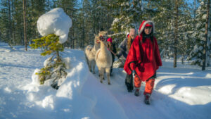 Walking with alpacas in the forest of Santa Claus Village