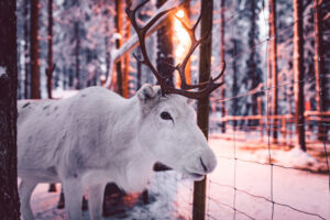 One of Santa's Pets' our reindeer